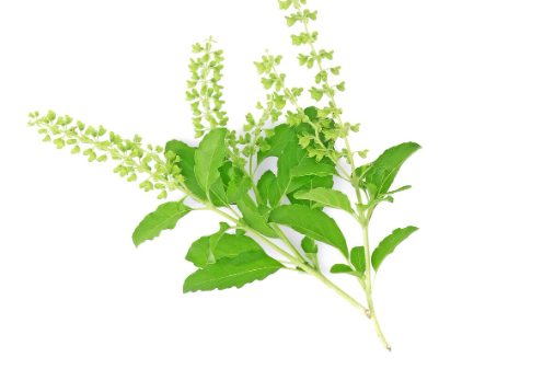 Ekstrak Pisang Asia (Herba Plantago Asiatica)